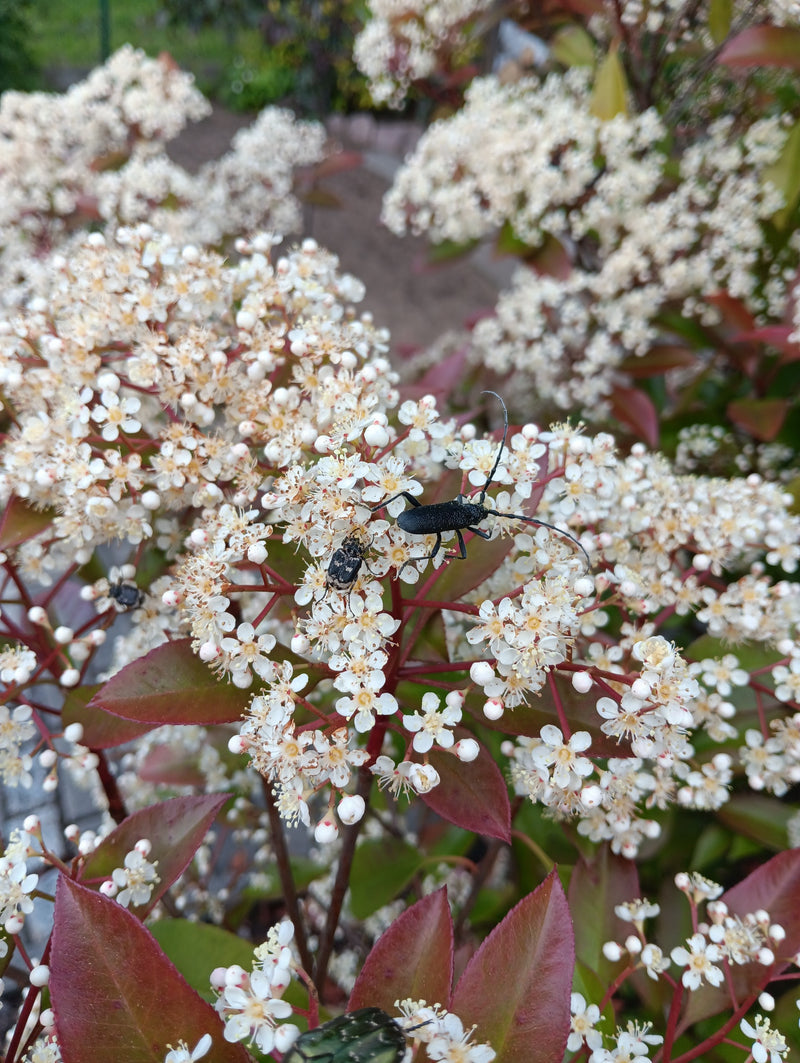 Distelbock — Bild 2