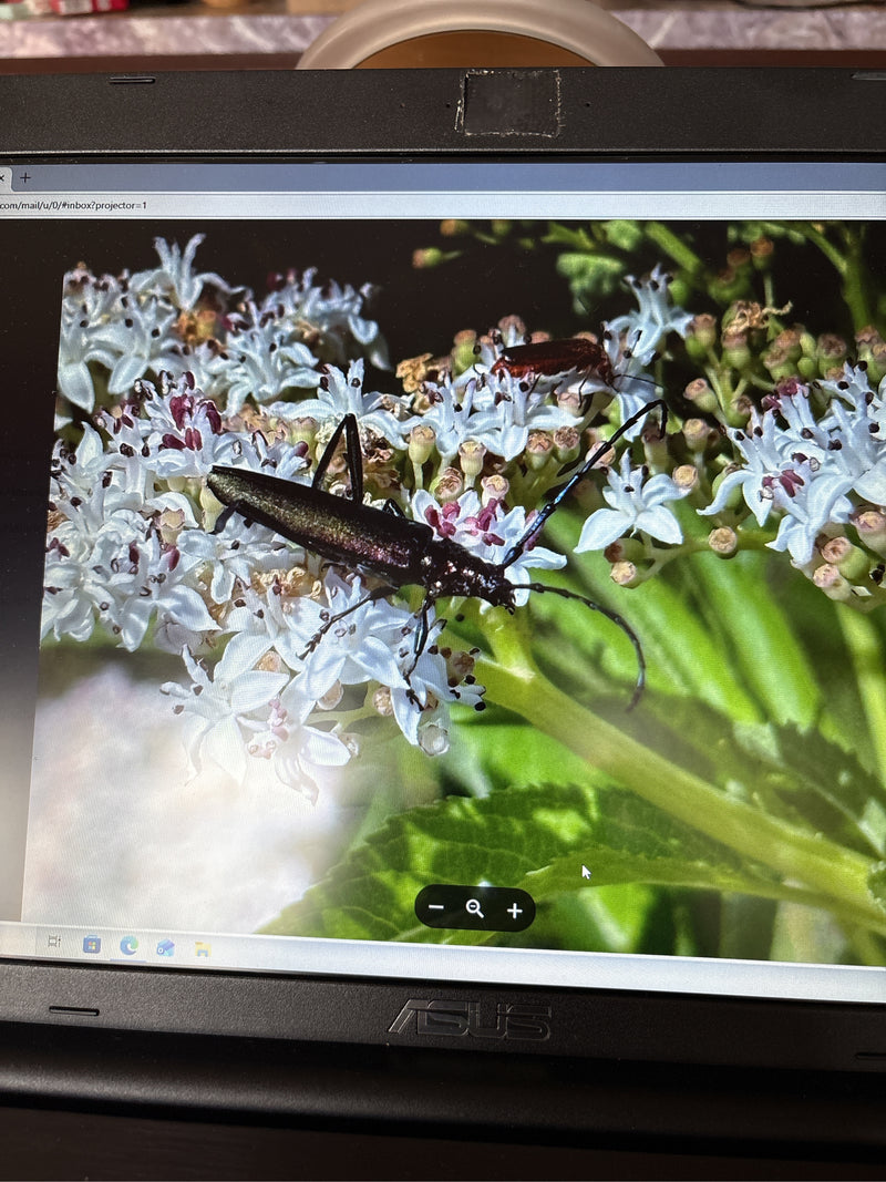 De afbeelding toont een ridderboktor zittend op een scherm met witte bloemen. Zijn lange sprietjes en donkere, langwerpige lichaam zijn duidelijk zichtbaar.