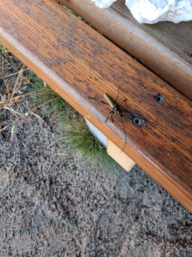 De afbeelding toont een langsprietkever zittend op een houten bank. De lange sprieten en de typische kleur van het insect zijn goed zichtbaar.