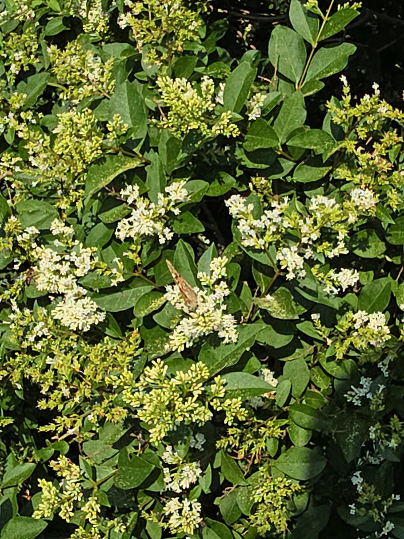 Geschilderde dame — foto 1 van 14