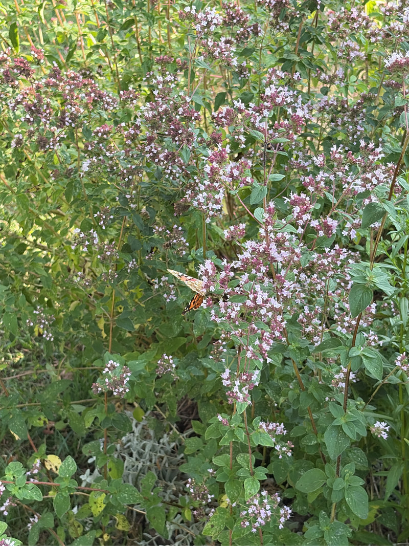 Geschilderde dame — foto 4 van 14