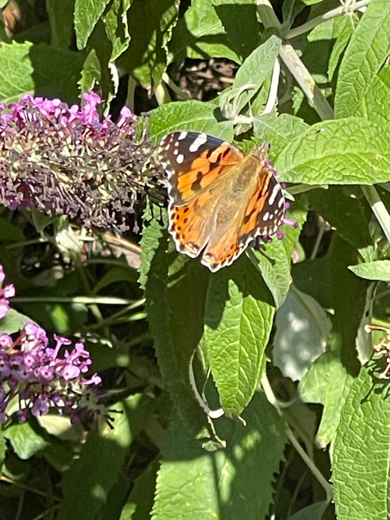 Een distelvlinder zit met geopende vleugels op het blad en de bloemen van een vlinderstruik.