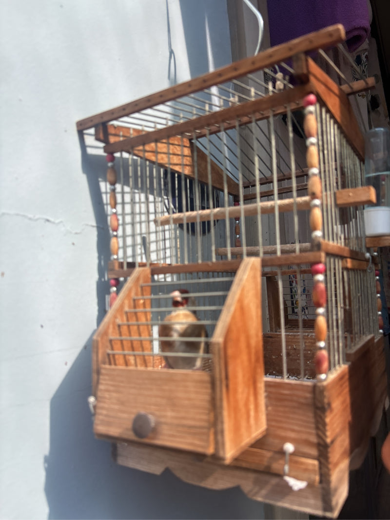 distelvink — Bild 3