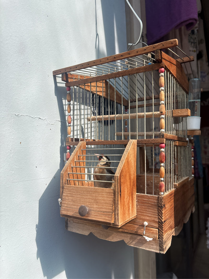 distelvink — Bild 1