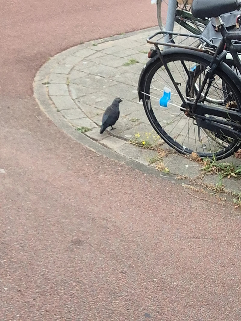 Een kauw staat op de geplaveide grond aan de rand van een straat. Een deel van een fiets is zichtbaar naast de vogel.