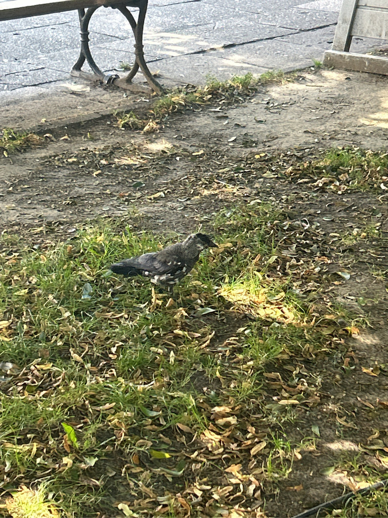 Een kauw loopt over een grond van aarde, gras en verdorde bladeren. Op de achtergrond is een deel van een parkbank te zien.