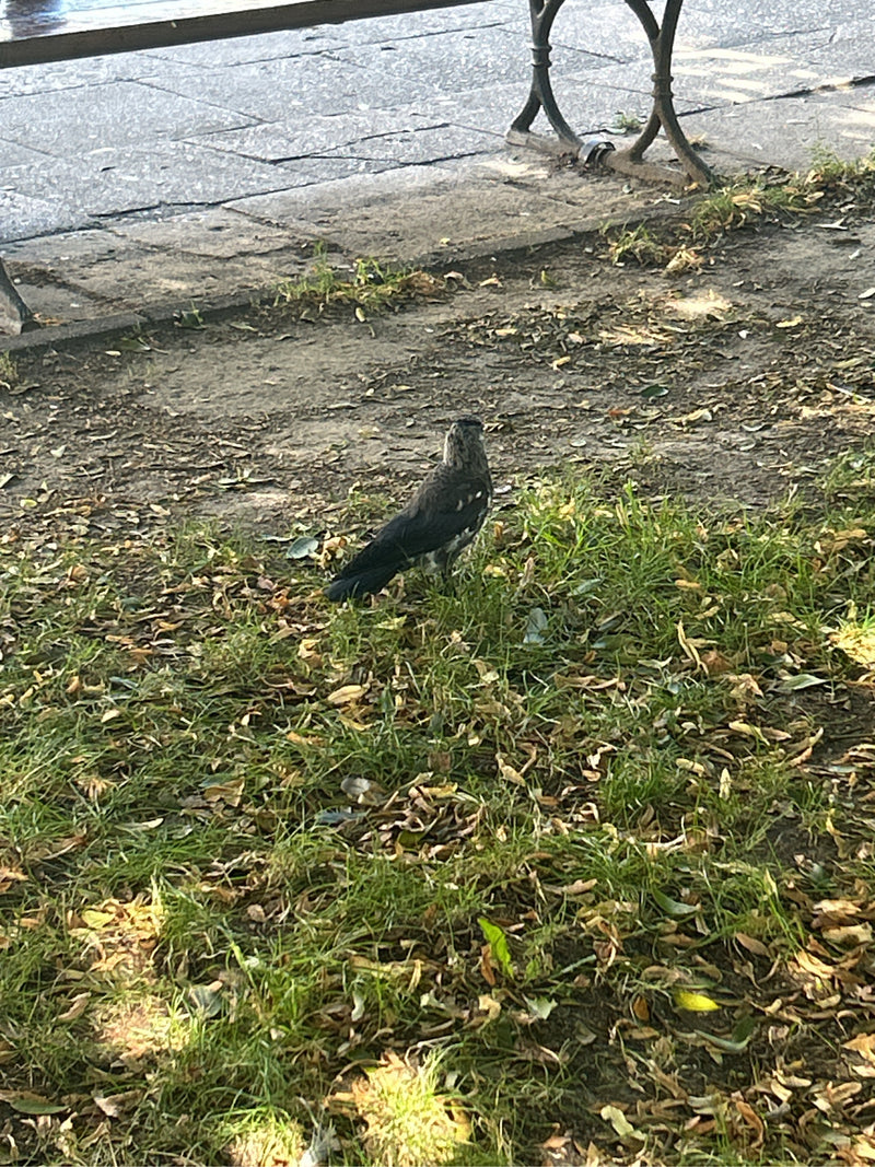 Een kauw staat op de grond met gras en verspreide bladeren. Hij is van een achterste perspectief te zien.