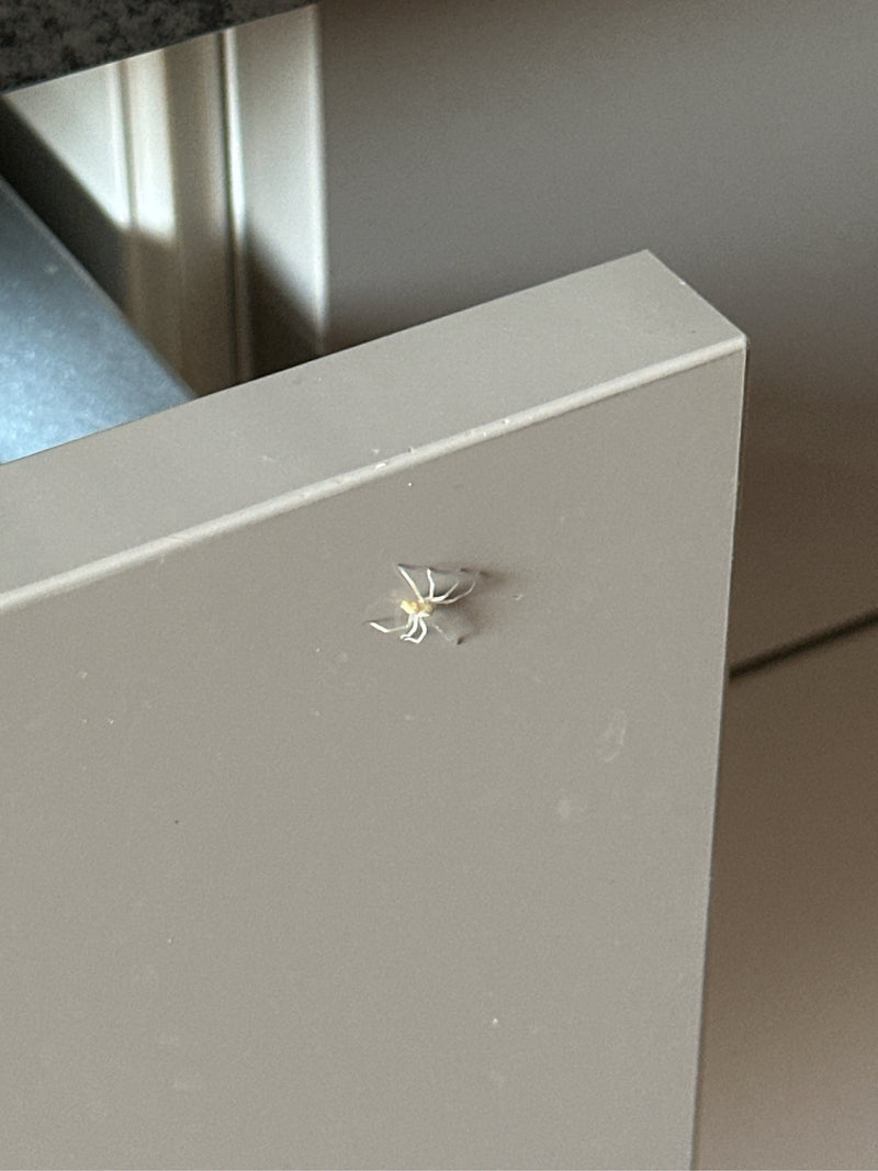 Stekelige vingerspinnen — Bild 3