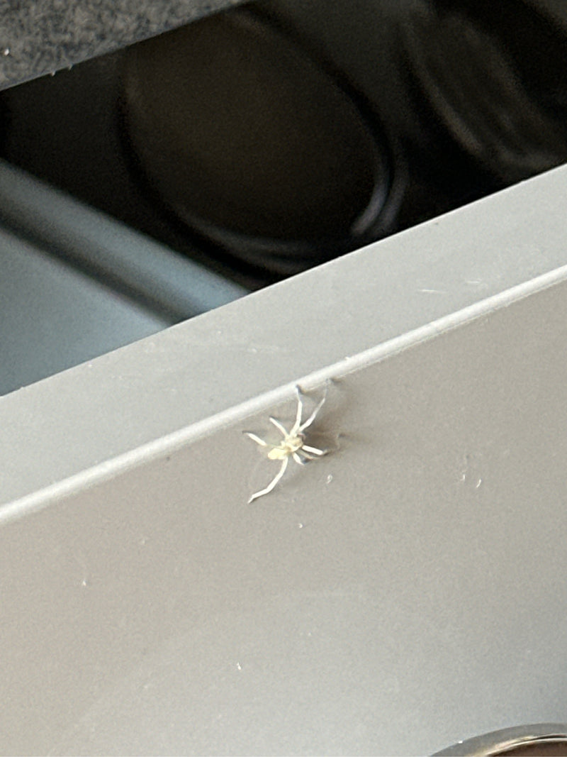 Stekelige vingerspinnen — Bild 2
