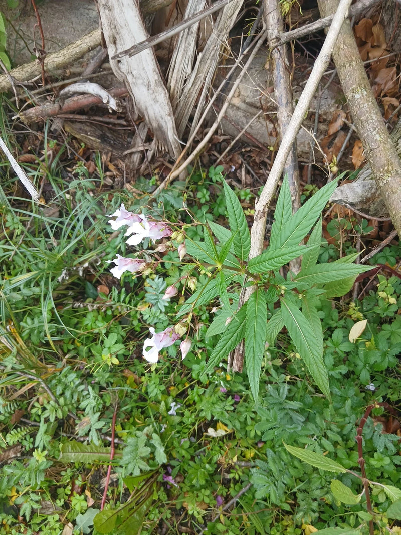 Te zien is een bloeiende plant van het springzaad met roze bloemen en typische bladeren op de bosgrond.