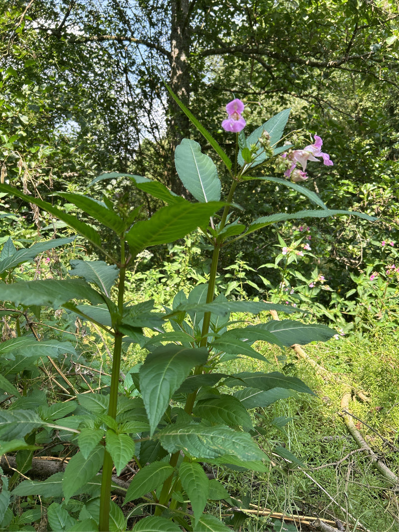 Springbalsemien groeit met groene bladeren en opvallende roze bloemen in een natuurlijke omgeving. De plant staat op de voorgrond tegen een bosrijke achtergr...