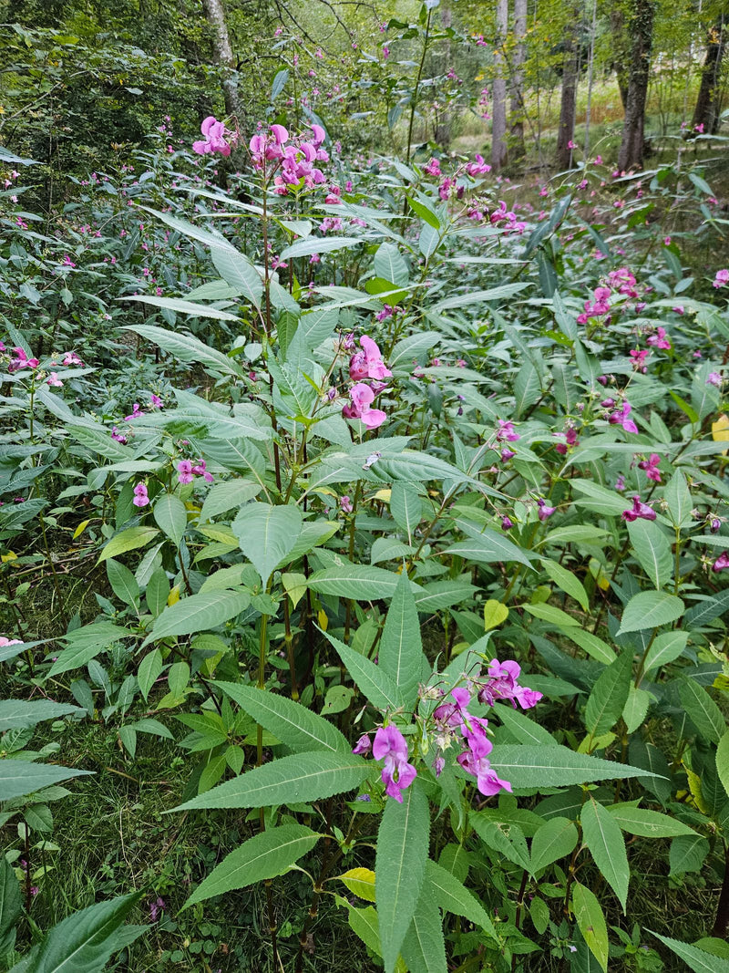Er is een opstand van reuzenbalsemien te zien met karakteristieke roze bloemen en getande bladeren. De planten bevinden zich in een bosnabij habitat.