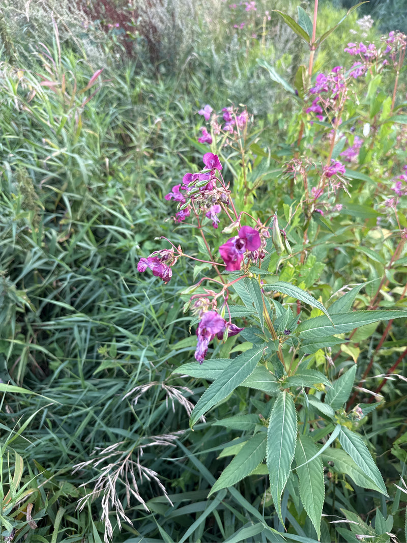 De afbeelding toont bloeiende planten van het reuzenbalsemien met kenmerkende roze bloemen in een weilandlandschap. De typische getande bladeren en rechtopst...