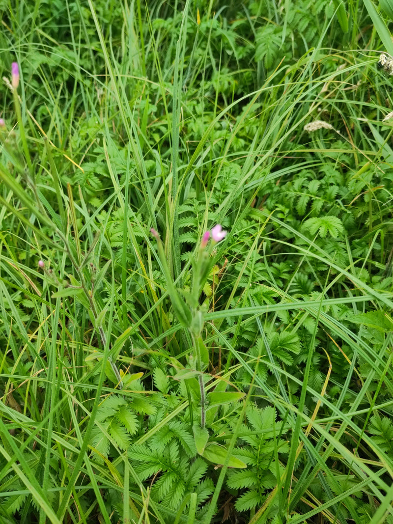 De afbeelding toont een bastaardwederik met kleine roze bloemen groeid te midden van hoog gras en weidevegetatie.