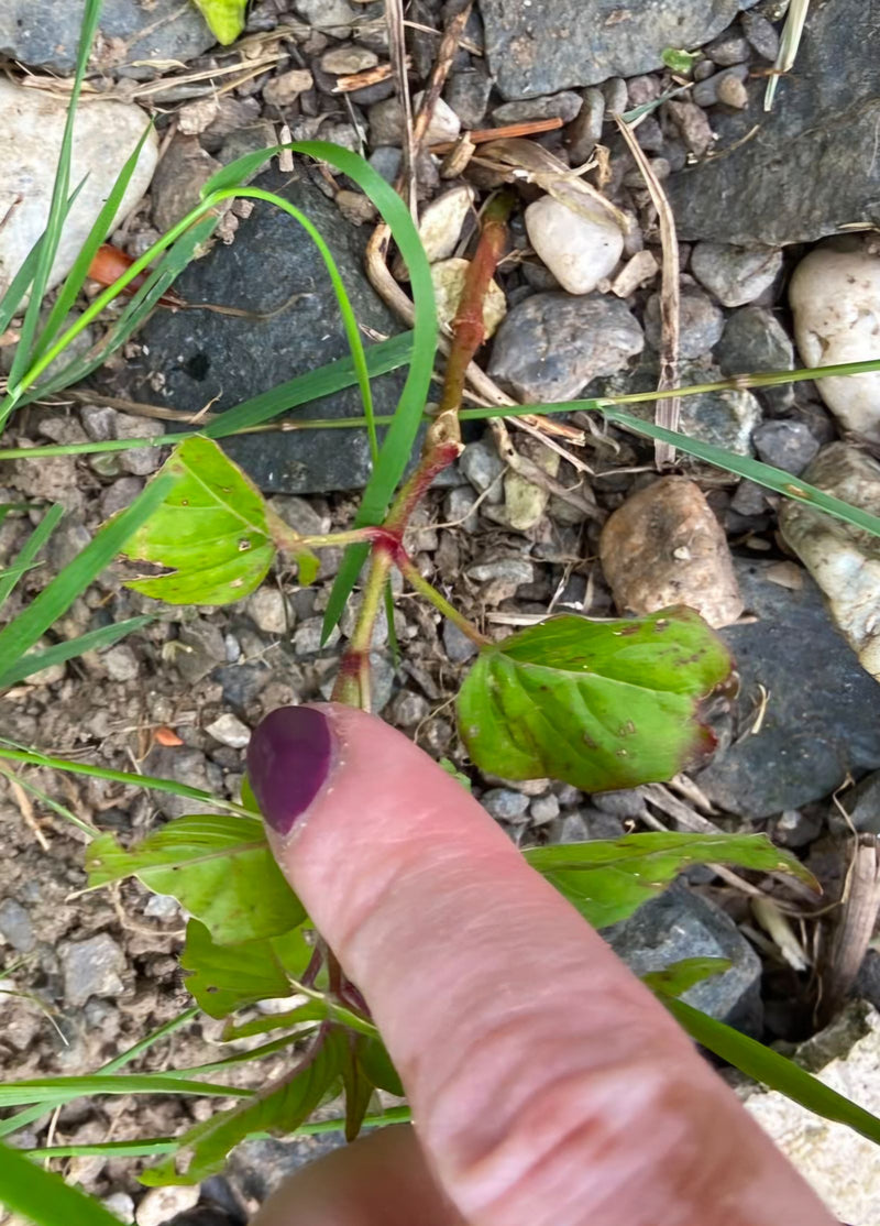 De afbeelding toont een plant van de bastaardwederik die op een st Sachtige bodem groeit. Een vinger wijst naar de typische stengels en bladeren.