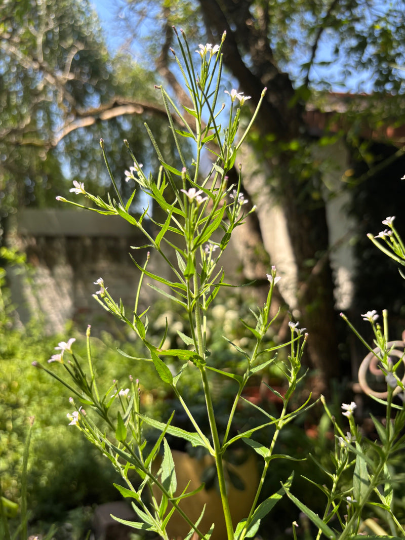 De afbeelding toont een rechtopstaande plant van harig basterdwederik met smalle bladeren en kleine lichte bloemen. De foto is buiten gemaakt tegen een wazig...