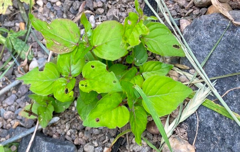 Er is een jonge plant van de Amerikaanse wilgenroosje met groene bladeren te zien. Hij groeit op grindachtige grond.