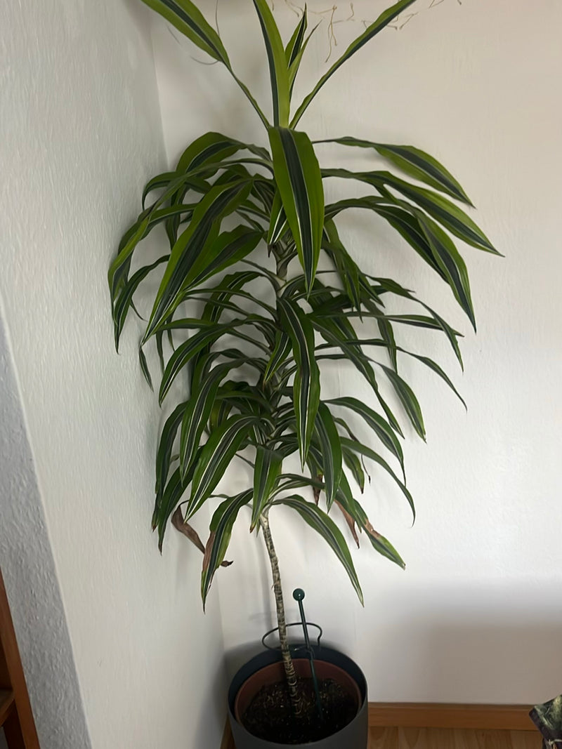 Drachenbaum — Bild 2