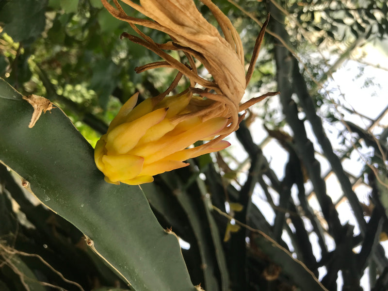Drachenfrucht — foto 4 van 5