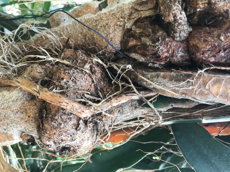 Drachenfrucht — foto 1 van 5