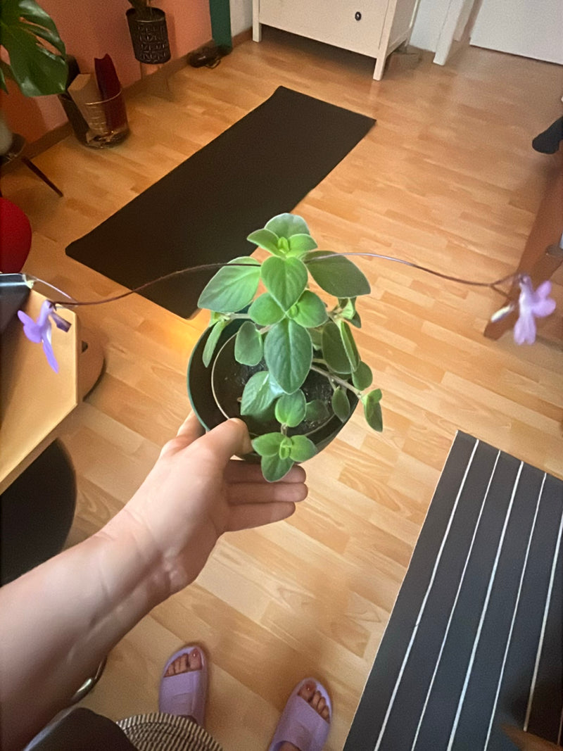 Te zien is een Streptocarpus in een bloempot van bovenaf. De plant heeft groene bladeren en draagt delicate bloemen op lange stengels.