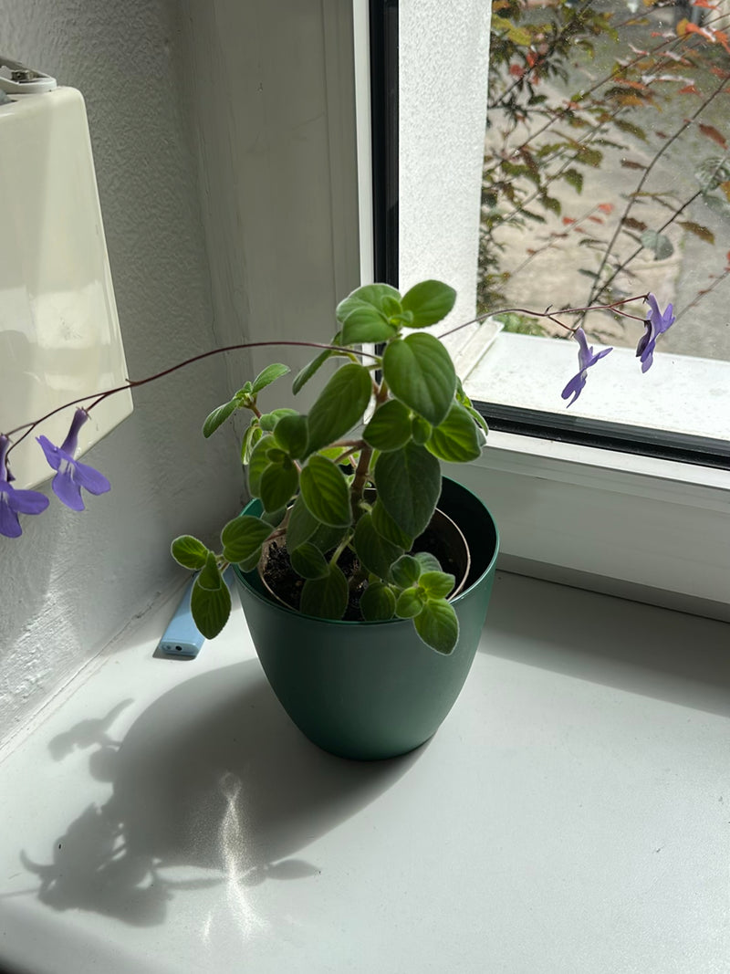 Drehfrucht — Bild 3
