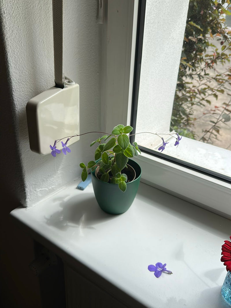 Drehfrucht — Bild 4