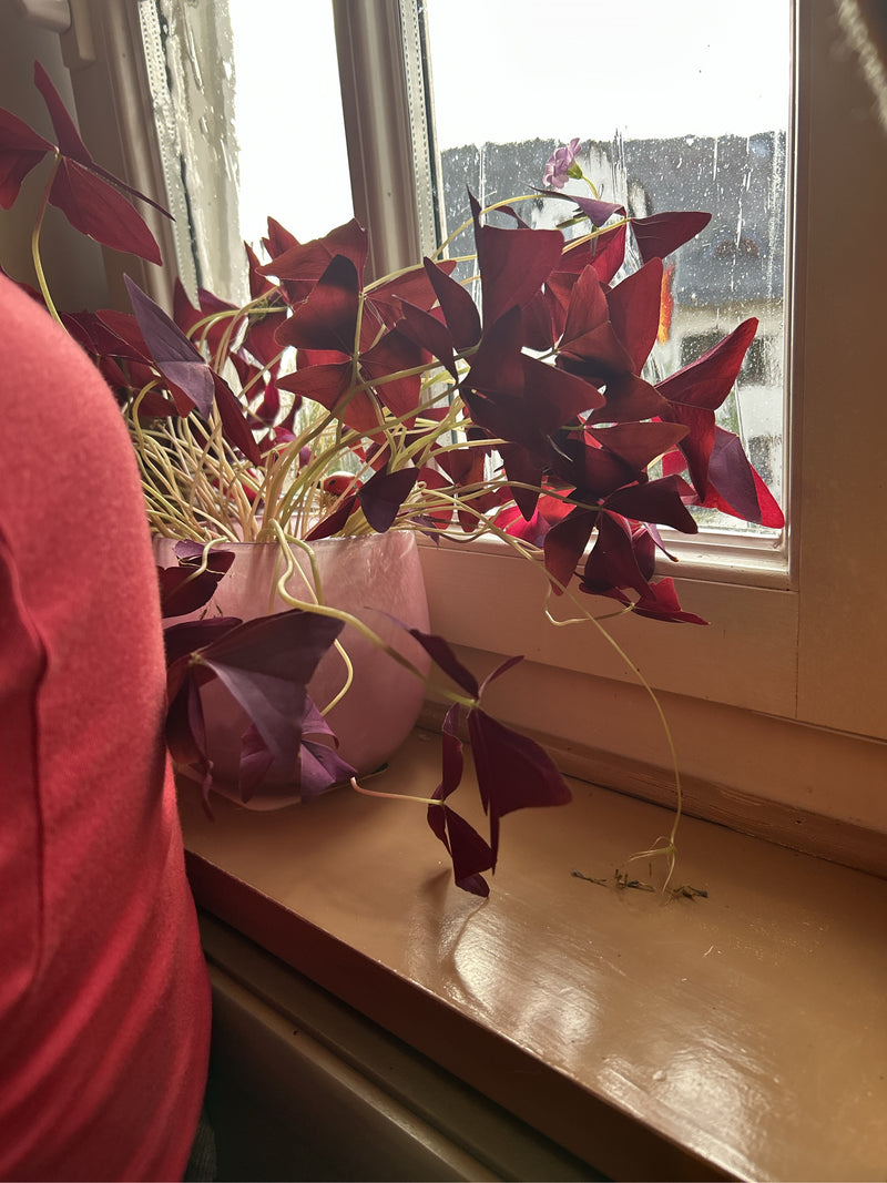 Te zien is een paarse klaverzuring in een roze bloempot op een vensterbank. De kenmerkende donkerrode, driehoekige bladeren en delicate stengels zijn tegenli...