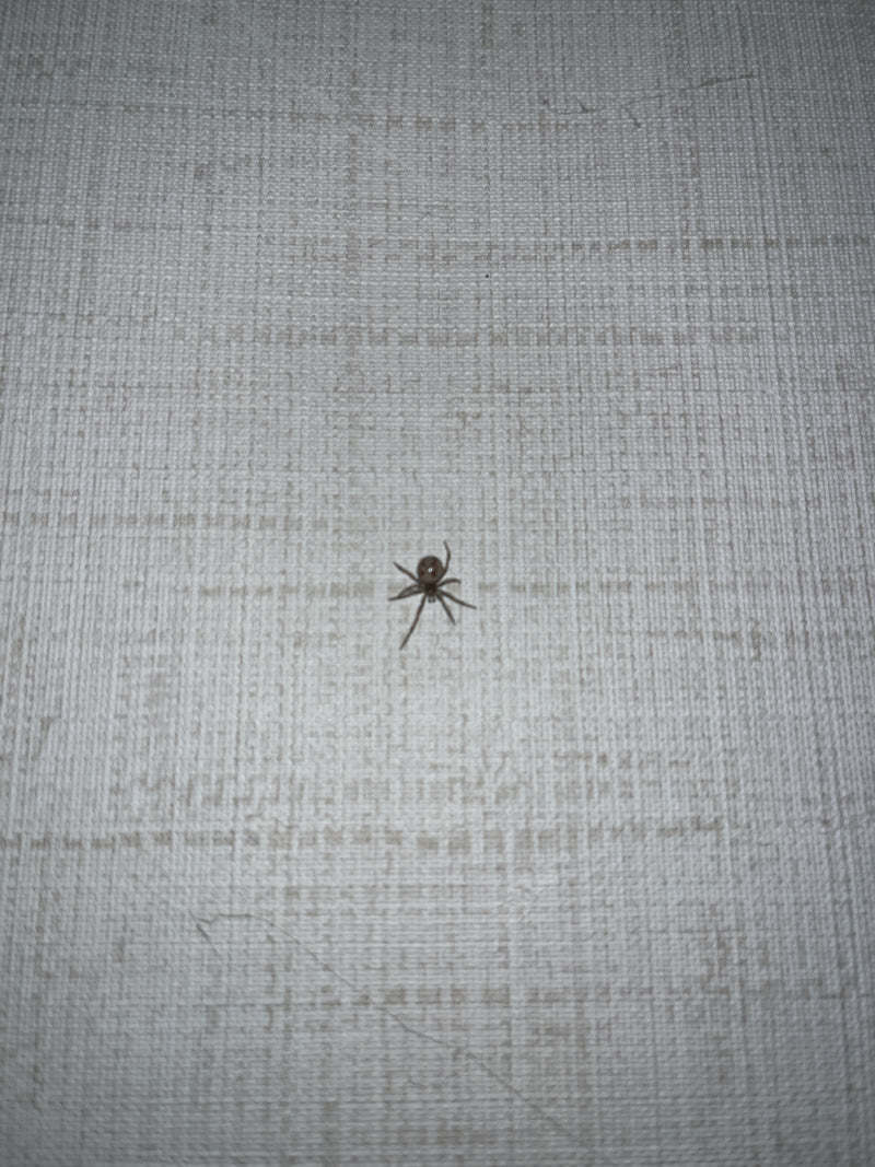 Een kogelspin (Steatoda triangulosa) zit rustig op een lichte, gestructureerde muur. De typische tekening op het achterlijf is zichtbaar.
