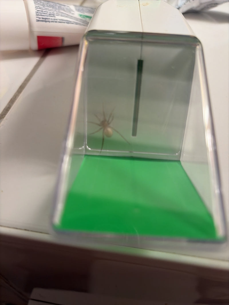 De afbeelding toont een kogelspin die in een klein vangbakje op een lichte ondergrond zit. De spin vertoont haar typische houding in de container.