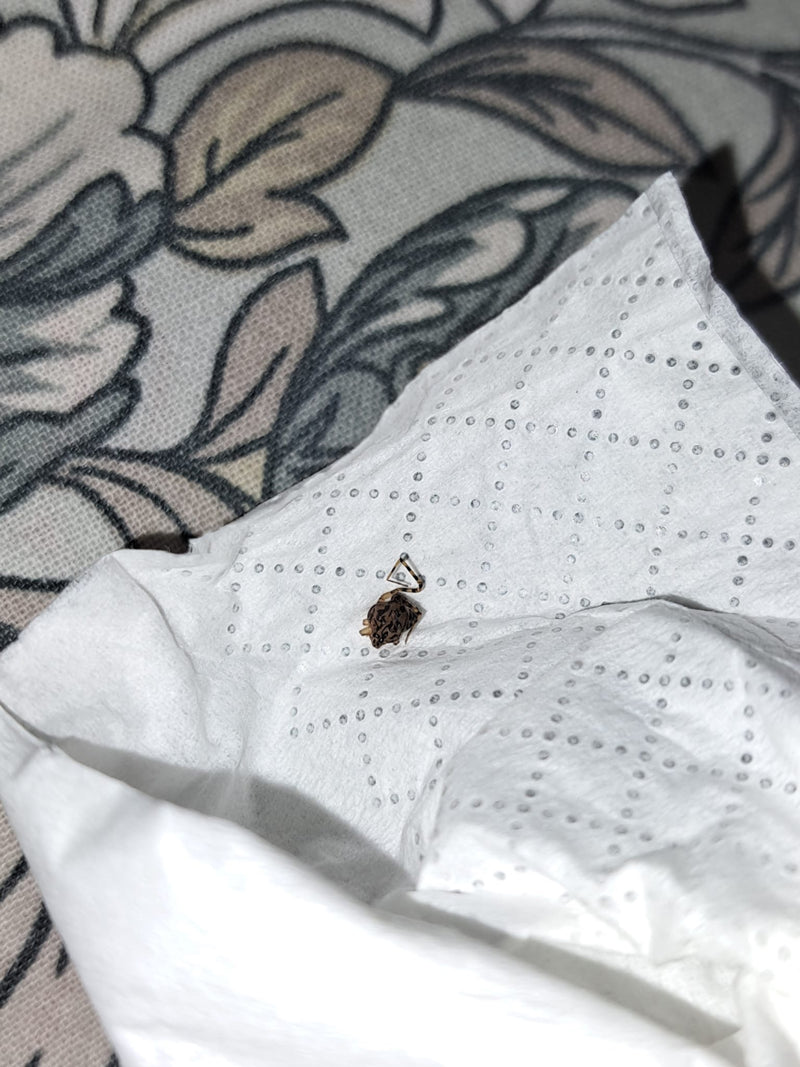 Een driehoekige kogelspin zit op een wit papieren zakdoekje. Het kenmerkende patroon op het achterlijf is goed zichtbaar.