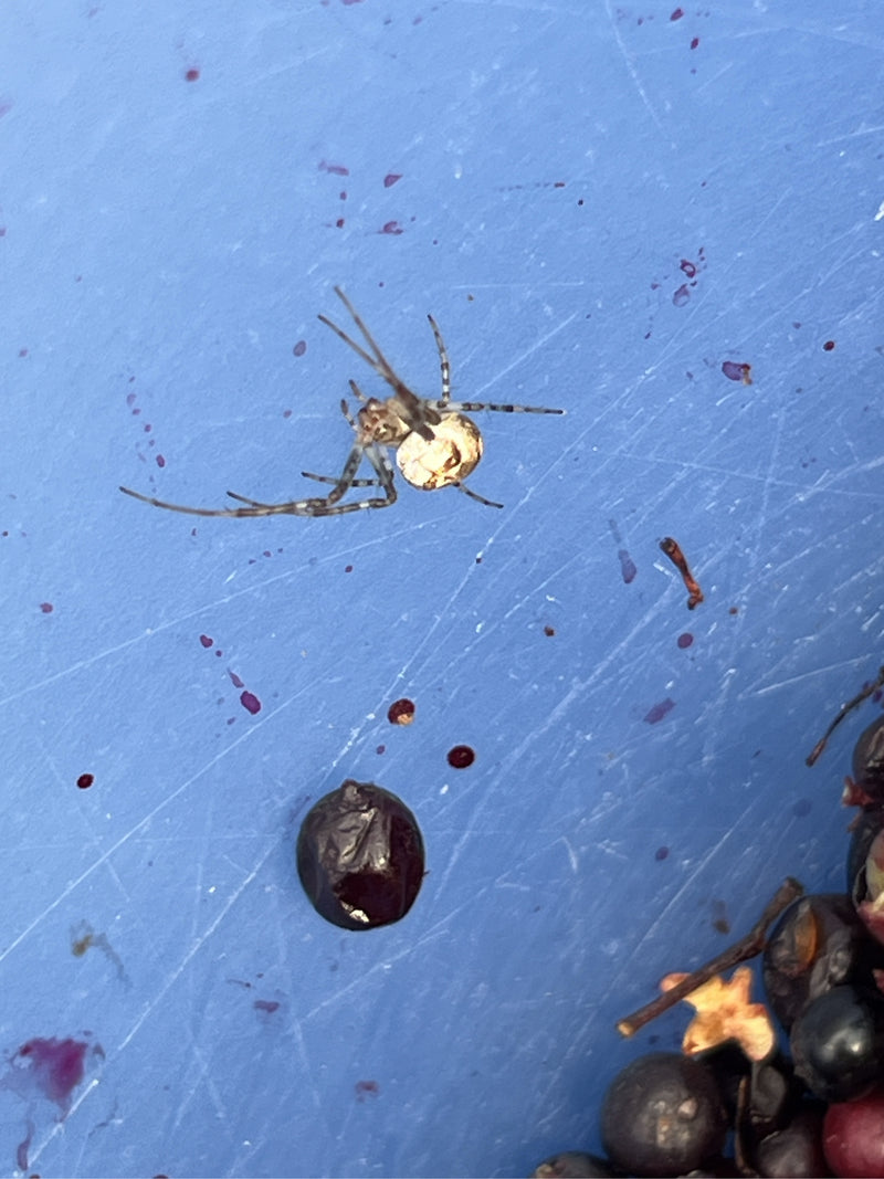 Een Driehoekige Dikkopspin zit op een blauw, bevlekt oppervlak naast enkele donkere bessen. Het dier is duidelijk zichtbaar.
