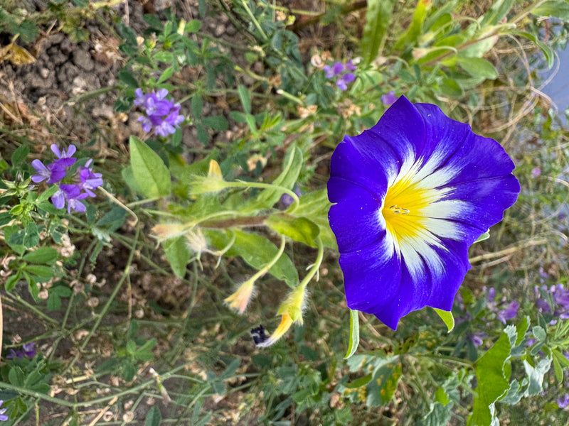 Dreifarbige Winde — foto 1 van 1