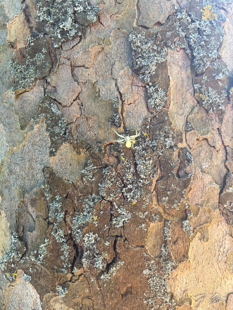 Drietandige krabspin — Bild 1