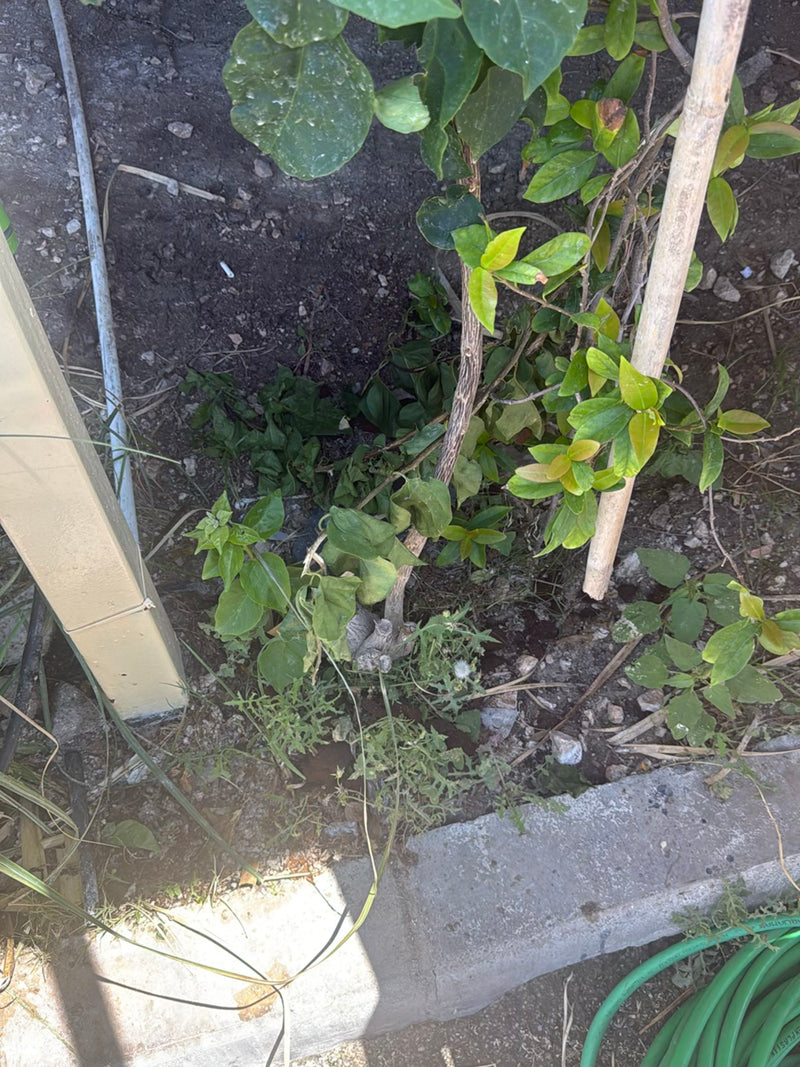 Drievoudige bloem — Bild 1