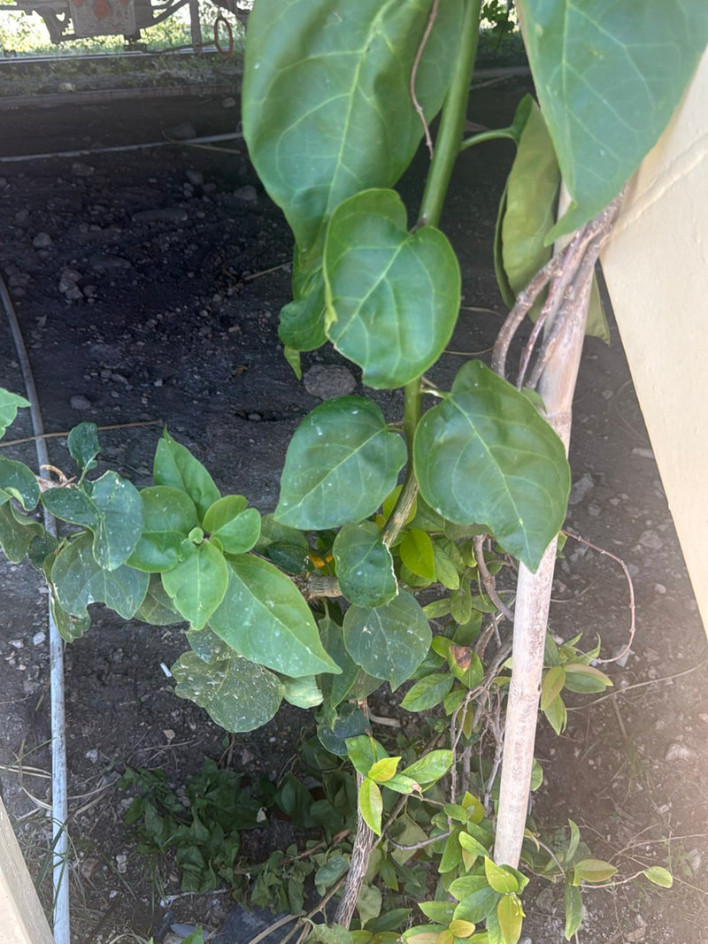 Drievoudige bloem — Bild 2