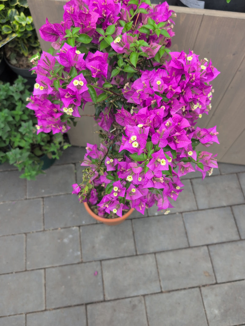Bougainvillea — Bild 3