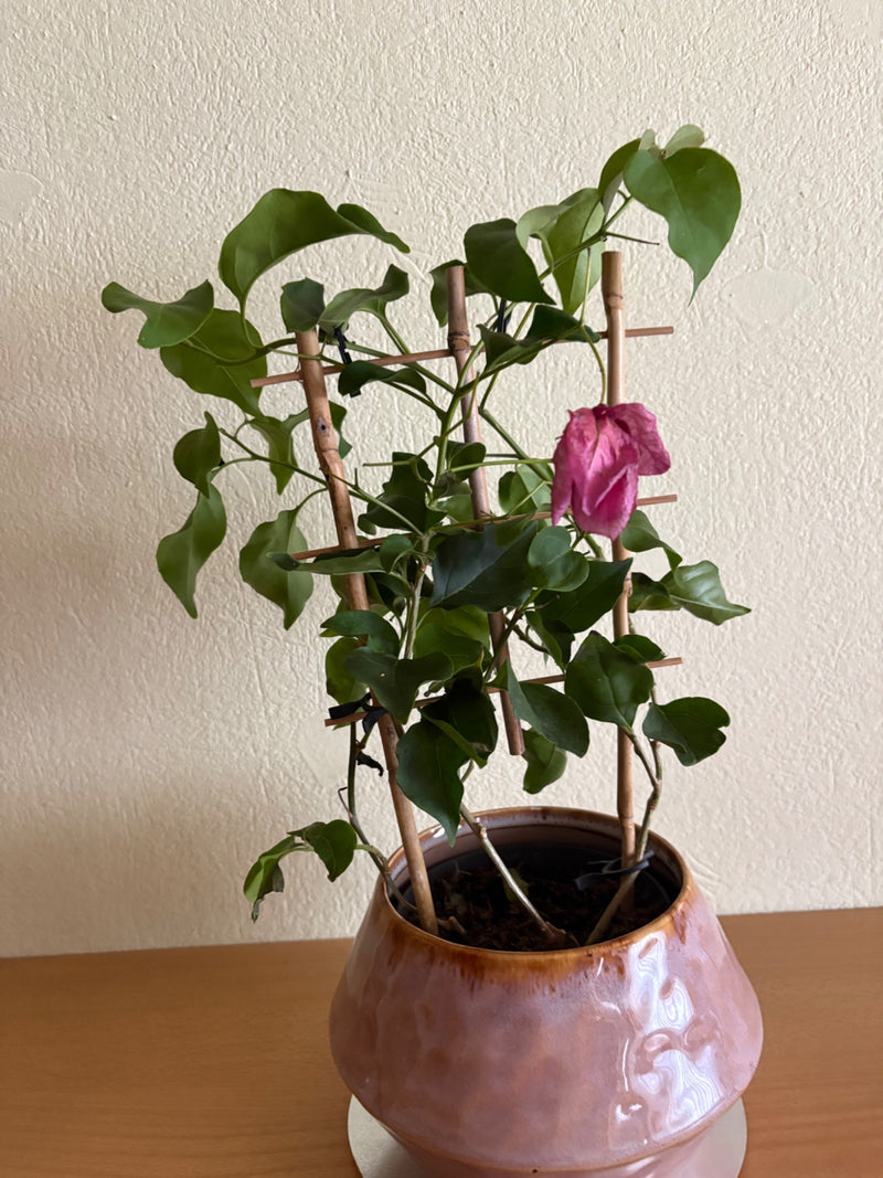 Bougainvillea — Bild 1