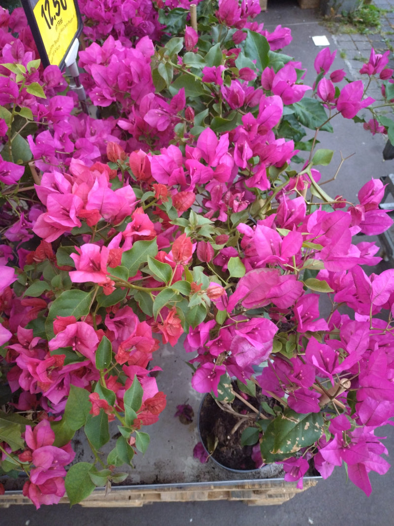 Bougainvillea — Bild 2