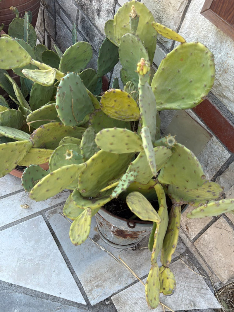 De afbeelding toont een vijgcactus in een plantenpot op een lichte stenen vloer. De plant toont zijn kenmerkende vlezige stengeldelen.