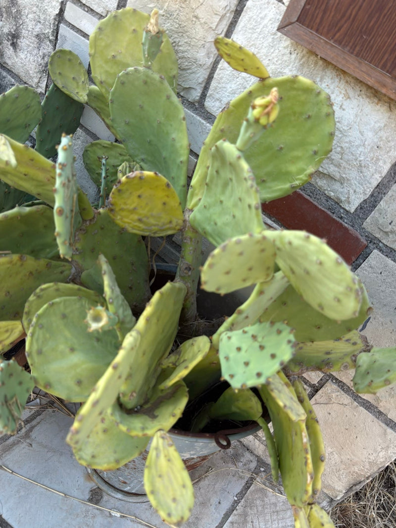 Te zien is een schijfcactus in een bloempot voor een lichte stenen muur. De kenmerkende platte, groene stengels van de vetplant zijn goed te herkennen.