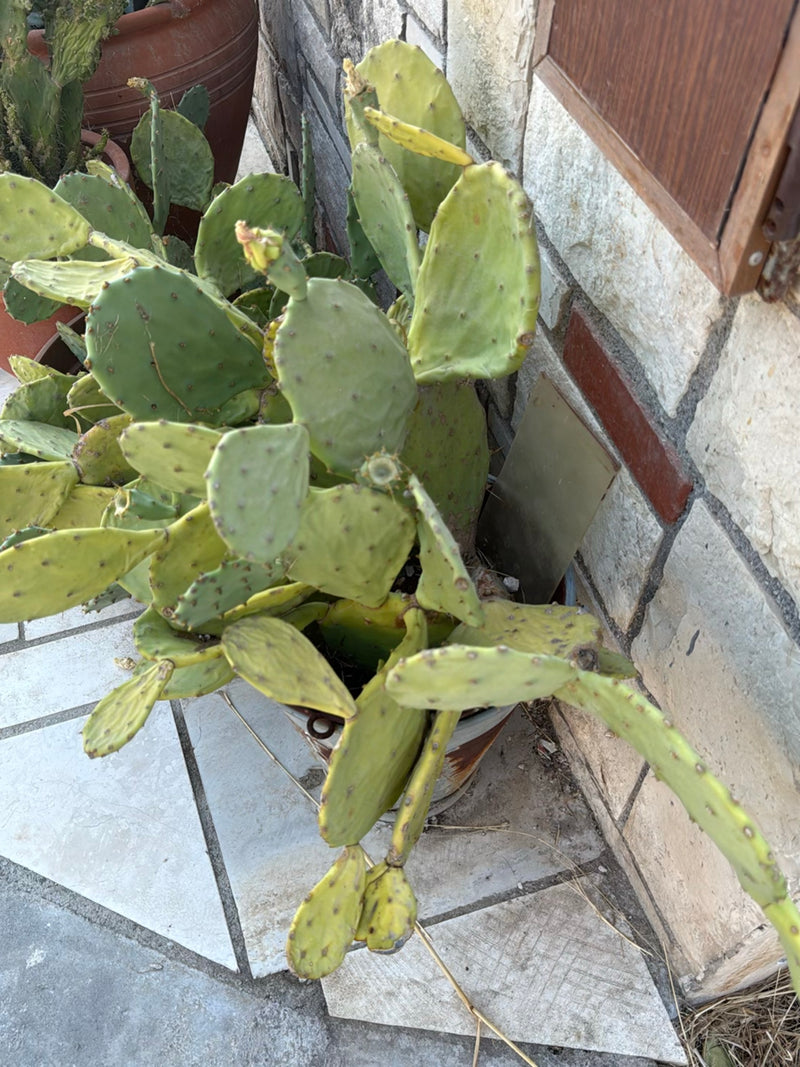 Een schijfcactus is zichtbaar in een bloempot voor een lichte stenen muur. De vlezig, groene cactusschijven groeien in verschillende richtingen.