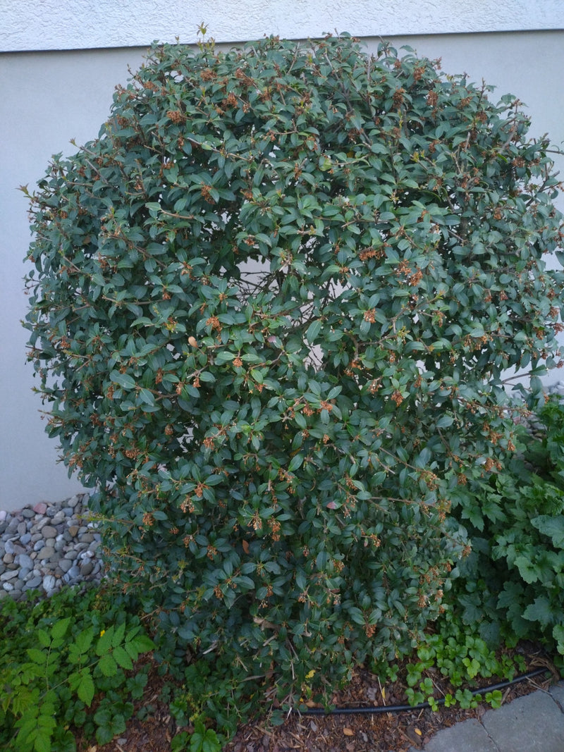 geurende bloem — Bild 1