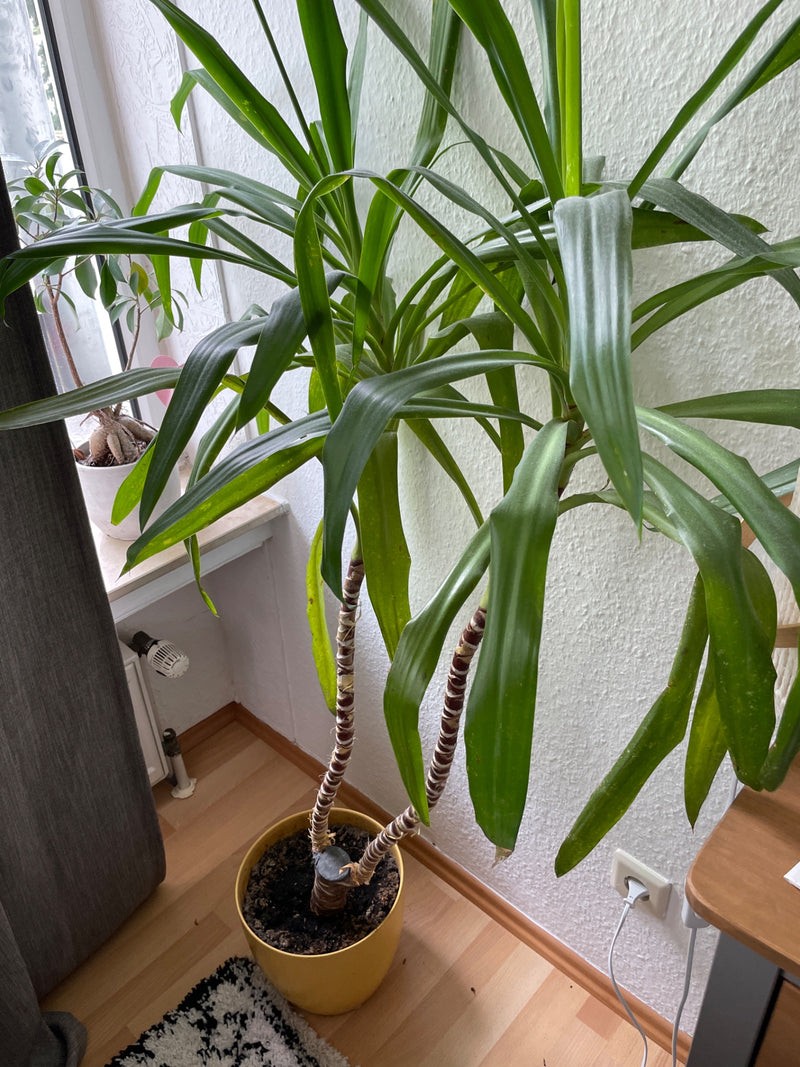 Drakenboom — Bild 3