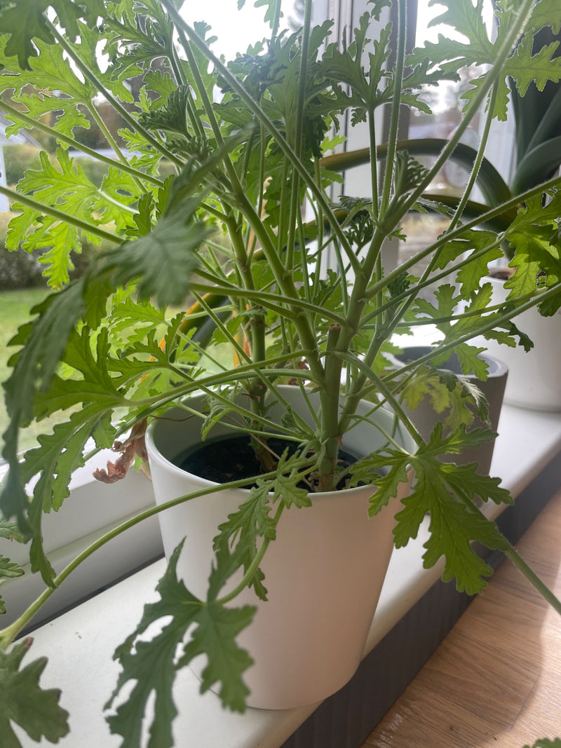 Een groene geurgeranium groeit in een witte pot op een vensterbank.