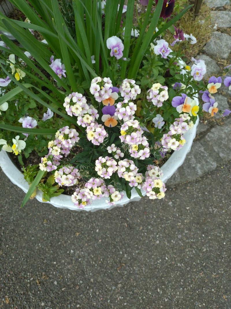 Geurende steen rijk — Bild 1