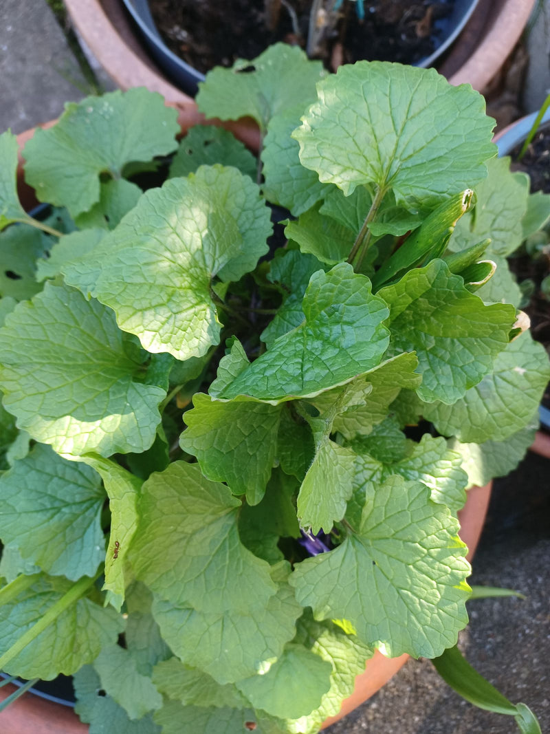 Geurende viooltjes — Bild 1