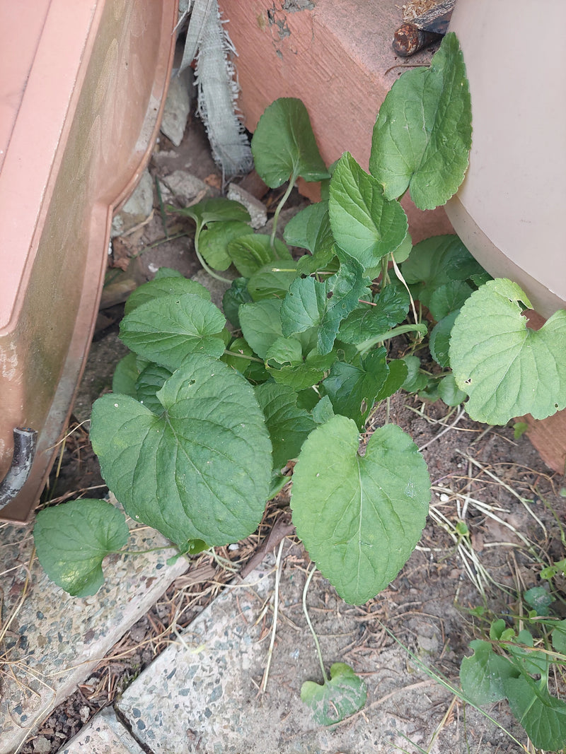 De afbeelding toont de groene, hartvormige bladeren van een maarts viooltje dat op de grond tussen plantenbakken groeit.