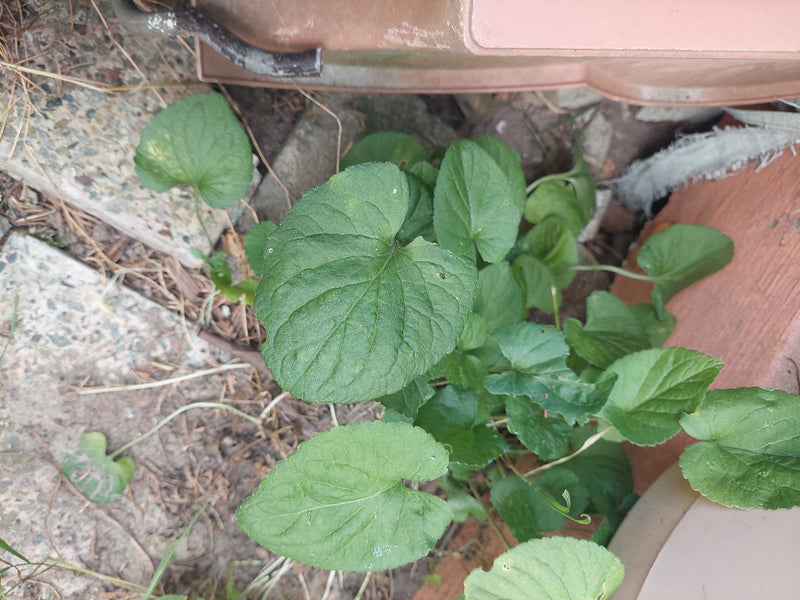 De afbeelding toont de typische hartvormige bladeren van het maarts viooltje. De plant groeit in een kaal anaconda nabij stenen platen.