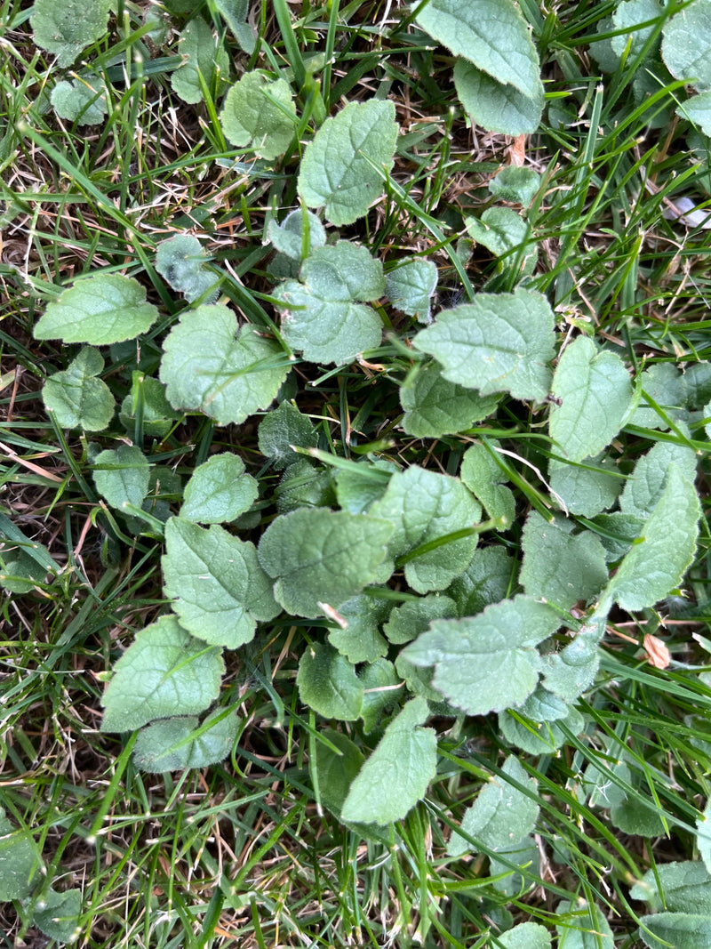 De afbeelding toont de typische hartvormige bladeren van het maarts viooltje, groeiend tussen grassprieten in een weiland.